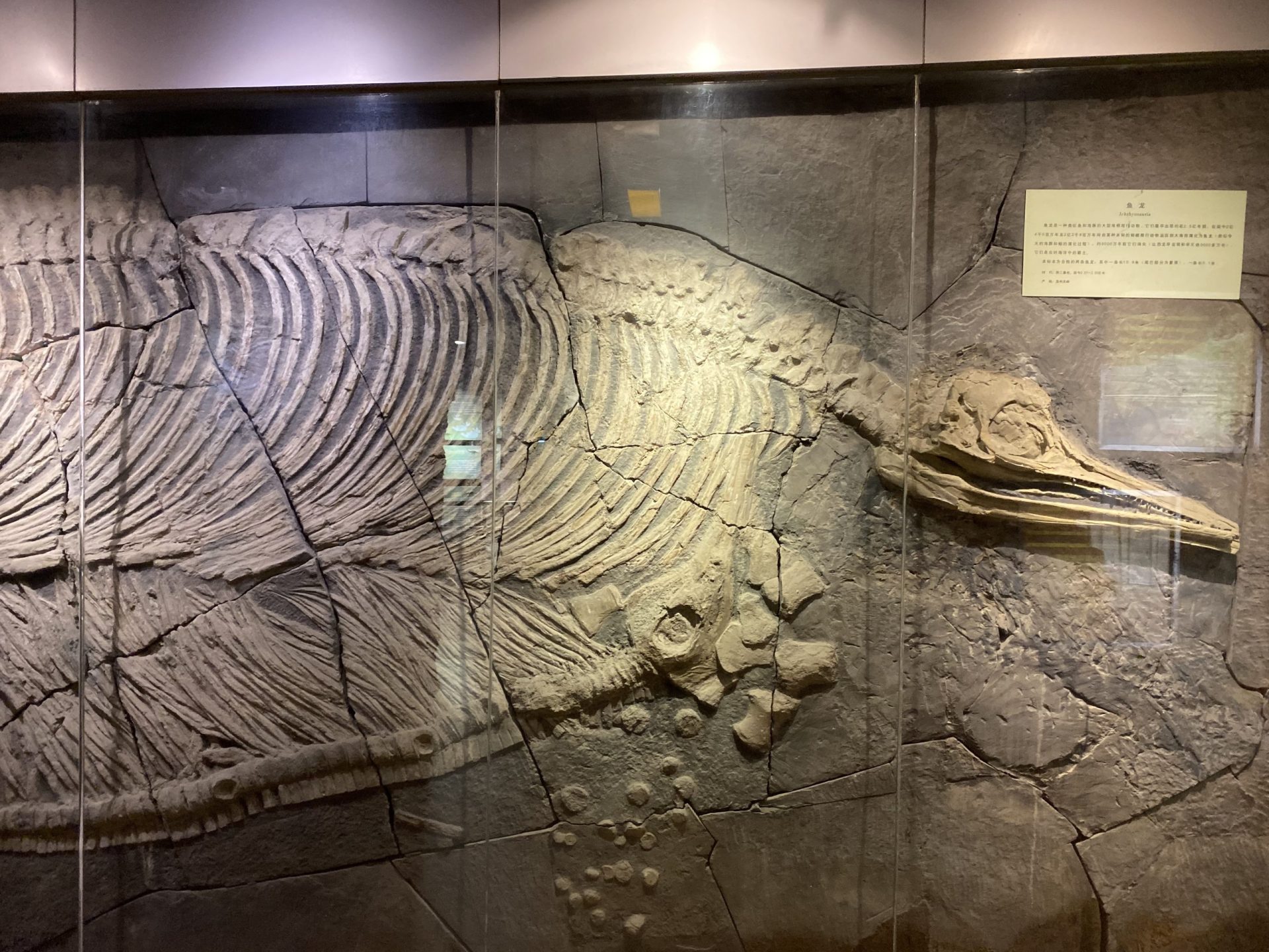 Henan Specialty Museum, largest body cavity dinosaur in Asia